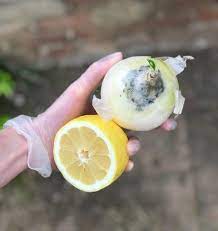 Citric Acid What Is It Really Lilsipper