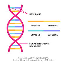 Methods And Mechanisms For Genetic Manipulation Of Plants Animals And Microorganisms Getsmarter Blog