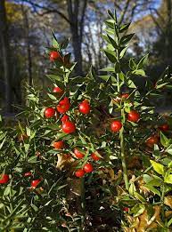 Butcher S Broom Ruscus Aculeatus By Bob Gibbons Orchard Garden Garden Photos Herbs