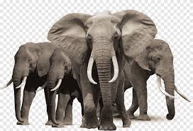 209 x 209 · png. Keluarga Gajah Afrika Burly Kuat Bahan Hewan Keluarga Gajah Png Pngegg