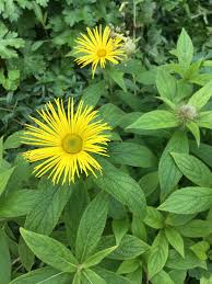 Image result for Inula glomerata