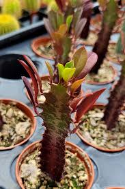 Image result for Euphorbia tholicola