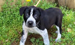 Our adoption centers in detroit, westland and howell are accepting walk ups for pet adoptions with the health and safety of our adopters and staff is our top priority. These Nashville Based Puppies Are Up For Adoption And In Need Of A