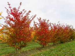 Image result for Lagerstroemia indica