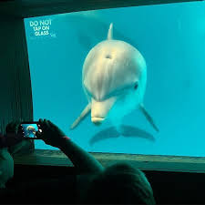 Cma Guest Chris Caught Hope Stopping By The Underwater Viewing Window To Meet Some Of Her Fans Have You Visited Clearwater Marine Aquarium To Get Your Dolfijnen