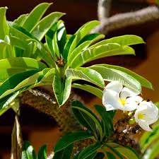 Image result for Pachycarpus eximius