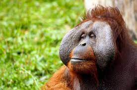 Donde Ver Orangutanes Salvajes Animals Around The Globe
