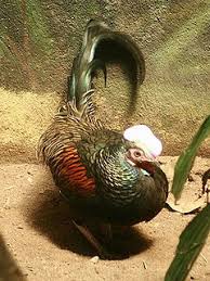 Check spelling or type a new query. Ayam Hutan Hijau Wikipedia Bahasa Indonesia Ensiklopedia Bebas