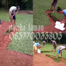 Rumput ini bisa hidup ditanah maupun dipasir. Jual Jasa Tanam Rumput Gajah Mini Tukang Rumput Gajah Mini Murah Kab Bogor Tukang Rumput Taman Tokopedia