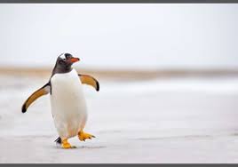 Okay, so do penguins have knees? Do Penguins Have Knees Debate Org