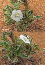 Image result for Seddera suffruticosa