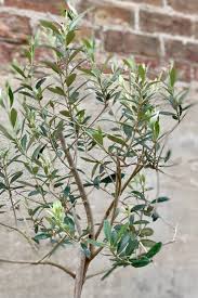 Image result for Olea europaea