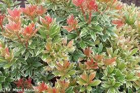 Image result for Pieris japonský little heath obrázek