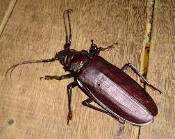 They have a hard shell, six little legs, and they don't move very fast. Fun Beetles Facts For Kids