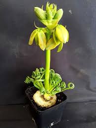 Check spelling or type a new query. Pots Plants The West End Journal