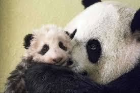 Peluches, livres, magnets, mugs, médailles sont à découvrir, la plupart des objets sont imaginés par nos équipes. Huan Huan La Femelle Panda Du Zoo De Beauval Attend Un Nouveau Bebe
