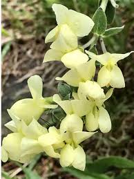 Image result for Indigofera hilaris