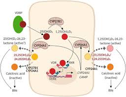 Dima.rusakov.1985@bk.ru напиши на мою почту. Frontiers Impact Of The Local Inflammatory Environment On Mucosal Vitamin D Metabolism And Signaling In Chronic Inflammatory Lung Diseases Immunology