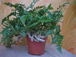 In the pteridophyte phylogeny group classification of 2016 (ppg i), it is the only genus in the family davalliaceae, which is placed in the suborder polypodiineae, order polypodiales. Davallia Mariesii I 12cmt Buchsenfarn Farne Stauden Duft Und Wandelgartnerei Schoebel