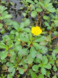 Image result for Ludwigia leptocarpa