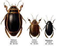 Maybe you would like to learn more about one of these? Dytiscidae Wikipedia