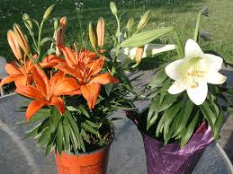 Velg blant mange lignende scener. F B 23