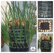 Maybe you would like to learn more about one of these? How To Grow Onions Vertically In Plastic Bottle On The Windowsill