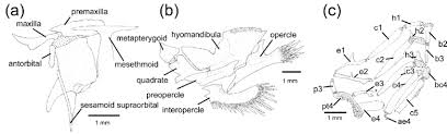 Transparent sticker png images for designers. Osteological Features Of Trichomycterus Vitalbrazili A Ufrj 12128 Download Scientific Diagram
