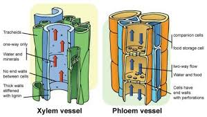 Pin By New Add On تشريح النبات Biology Lessons Plant Life Cycle Botanical Science