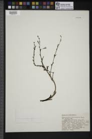 Image result for Chlorophytum zingiberastrum