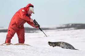 Thousands Of Seal Pups Are About To Be Brutally Killed In Legal Hunt