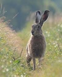 Photograph Of Hare Animal Long Eared Rabbit Http Www Petandanimals Com Photograph Of Hare Animal Long Eared Rabbit Hare Animal Animals Animals Beautiful