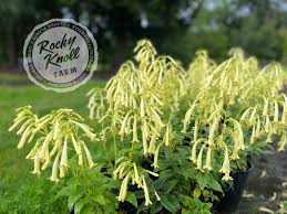 Image result for Aeollanthus engleri