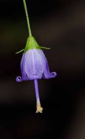 Image result for Campanulaceae