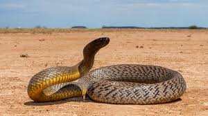 Petit tour d'horizon des serpents les plus meurtriers ! Quel Est Le Serpent Le Plus Dangereux Du Monde Secrets De Serpent