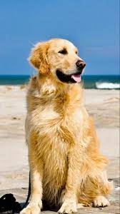 Pin By Nur Salina On Binatang Golden Retriever Wallpaper Cute Dog Wallpaper Golden Retriever