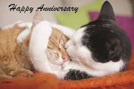 Image result for funny anniversary cat memes