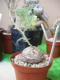 Image result for Trochomeria