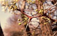 Image result for Acacia erioloba