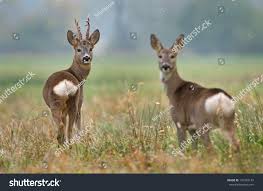 Image result for roe deer female