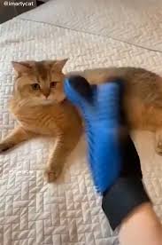 Fun Things You Can Do With Your Cats Fur Video In 2020 Pets Cute Baby Animals Cute Funny Animals