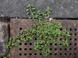 Image result for Dysphania pumilio