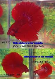 Giant betta fish are the supersized version of normal bettas. Giant Bettas Fishforums Com Betta Tropical Fish Aquarium Betta Fish