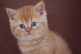 Amor Red British Shorthair Male Erkek Britishshorthair Catsoftheweek Catsofgram Cats Of Instworld Catoftheday Cats Catlover Kittens Kittens Kedi