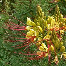 Image result for Erythrostemon gilliesii