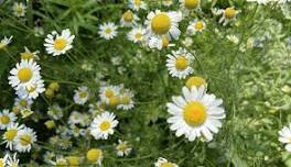 Nature Kids: Herbs for Kids