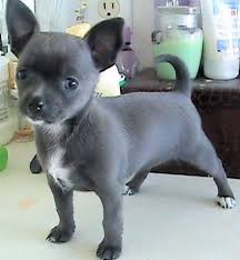All pictures with price will be posted after february 1 st,2020.please be patience. Pin On Cute Puppies