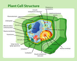 Aug 19, 2021 · the collector's edition of cellulose: Organelle Trail Web Links Ms Pearrow S 7th Grade Science