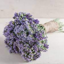 Seeker Pastel Blue Statice Seed Johnny S Selected Seeds Flower Seeds Dried Flowers Purple Statice
