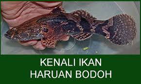 Karena kamu harus menghemat maka tidak ada salahnya jka mengganti bahan. Kenali Ikan Haruan Bodoh Umpan